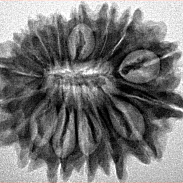 16 Mukhi Rudraksha 25.5mm 3.72gm - Inverse xray
