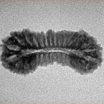 31 Mukhi Rudraksha 25.5mm 1.49gm - Inverse xray