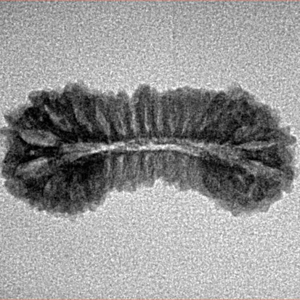 31 Mukhi Rudraksha 25.5mm 1.49gm - Inverse xray