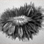 18 Mukhi Rudraksha 25.7mm 3.15gm - Inverse xray