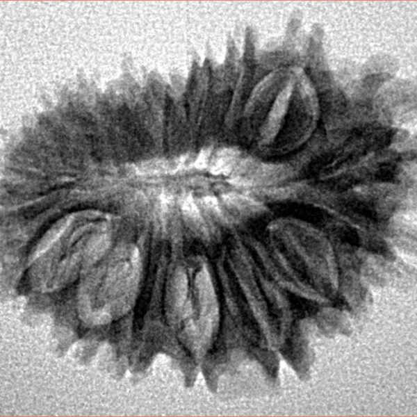 18 Mukhi Rudraksha 25.7mm 3.15gm - Inverse xray