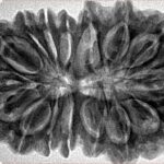 16 Mukhi Rudraksha 36.2mm 7.68gm - Inverse xray