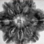 8 Mukhi Rudraksha 29.7mm 7.23gm - Inverse xray