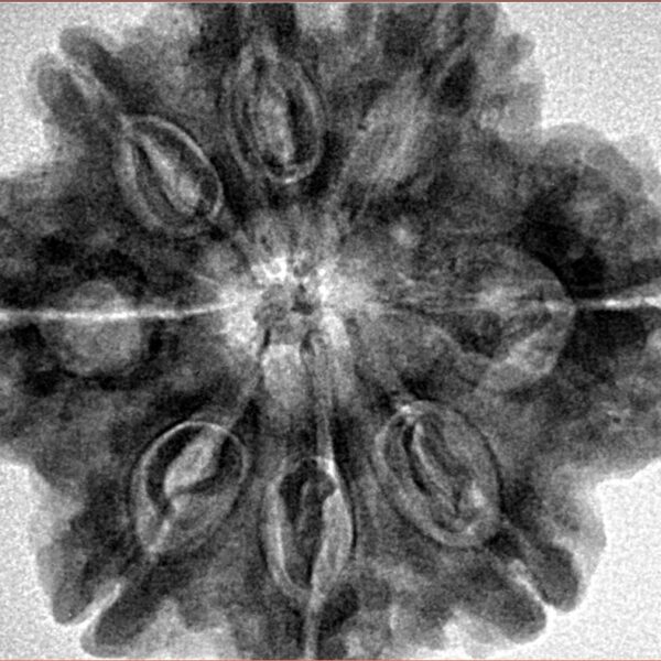 8 Mukhi Rudraksha 29.7mm 7.23gm - Inverse xray