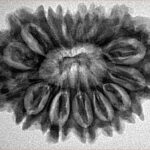 16 Mukhi Rudraksha 31.6mm 5.48gm - Inverse xray