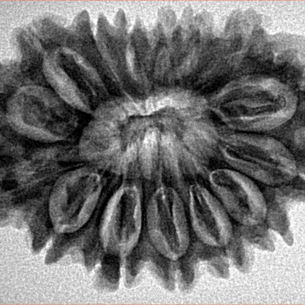 16 Mukhi Rudraksha 31.6mm 5.48gm - Inverse xray