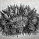 16 Mukhi Rudraksha 29.6mm 3.22gm - Inverse xray