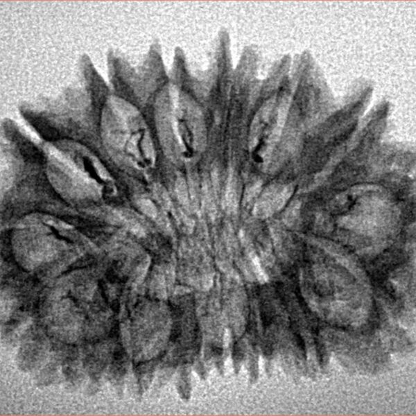 16 Mukhi Rudraksha 29.6mm 3.22gm - Inverse xray