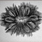 14 Mukhi Rudraksha 26mm 3.32gm - Origin: Nepal - Inverse xray