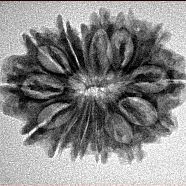 14 Mukhi Rudraksha 26mm 3.32gm - Origin: Nepal - Inverse xray