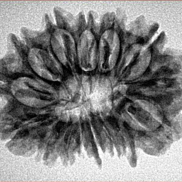 15 Mukhi Rudraksha 28.8mm 4gm - Inverse xray