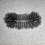 26 Mukhi Rudraksha 22.2mm 1.25gm - Inverse xray