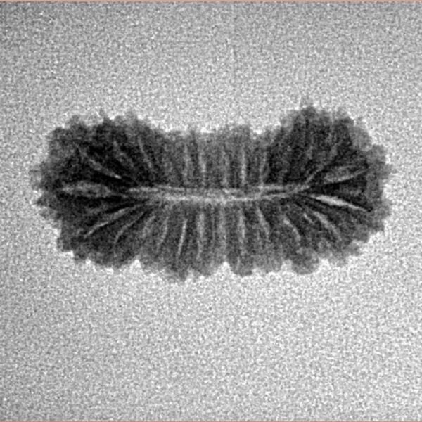 26 Mukhi Rudraksha 22.2mm 1.25gm - Inverse xray