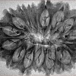 16 Mukhi Rudraksha 33.6mm 3.28gm - Inverse xray