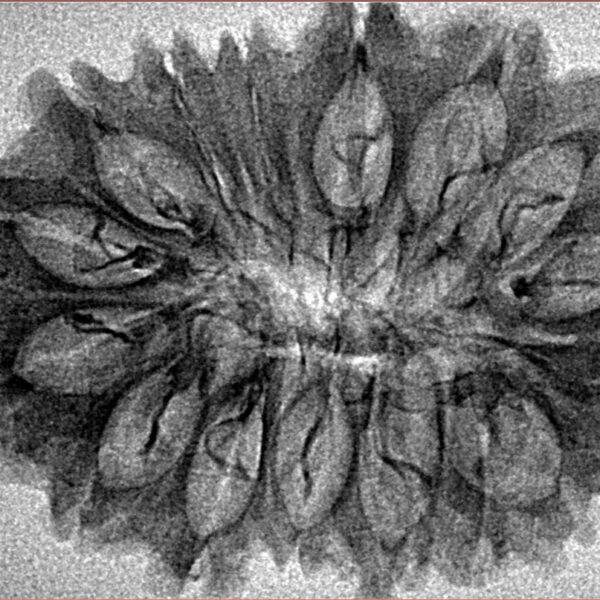 16 Mukhi Rudraksha 33.6mm 3.28gm - Inverse xray