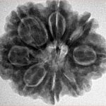 8 Mukhi Rudraksha 27.6mm 6.25gm - Inverse xray