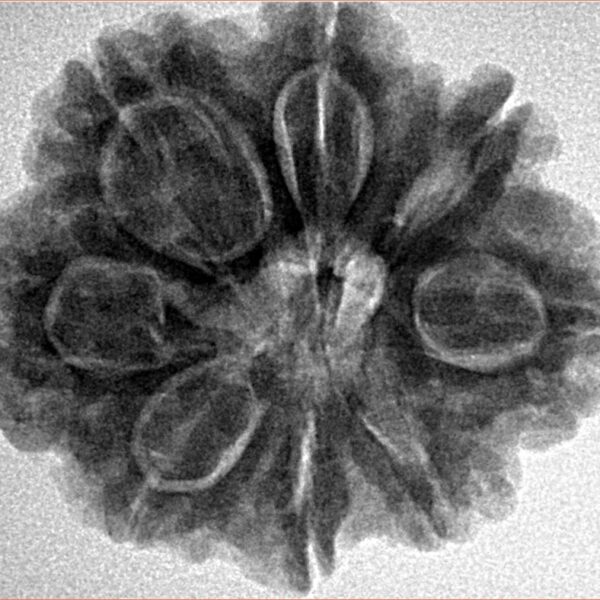 8 Mukhi Rudraksha 27.6mm 6.25gm - Inverse xray
