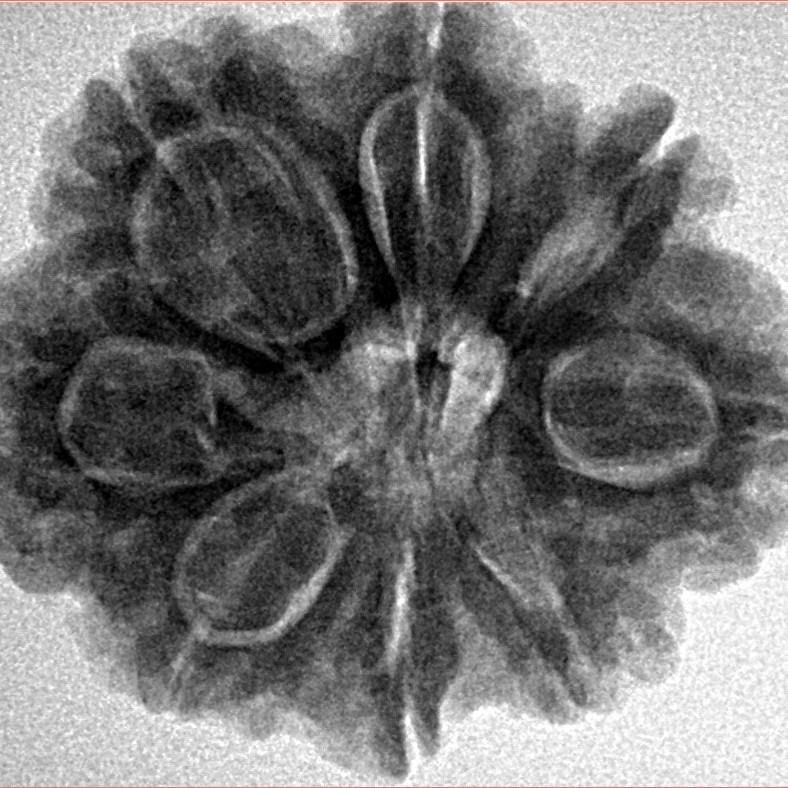 8 Mukhi Rudraksha 27.6mm 6.25gm - Inverse xray
