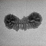 28 Mukhi Rudraksha 21.6mm 0.7gm - Inverse xray