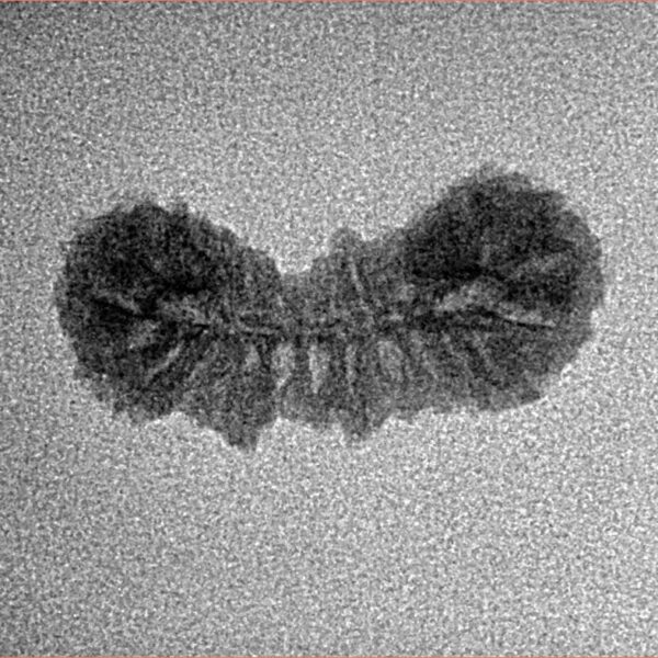28 Mukhi Rudraksha 21.6mm 0.7gm - Inverse xray