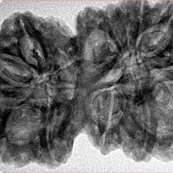 14 Mk Gaurishankar 38.6mm 7.72gm - Inverse xray