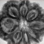 8 Mukhi Rudraksha 32.5mm 8.29gm - Inverse xray