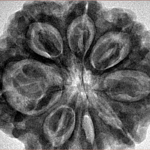 8 Mukhi Rudraksha 32.5mm 8.29gm - Inverse xray
