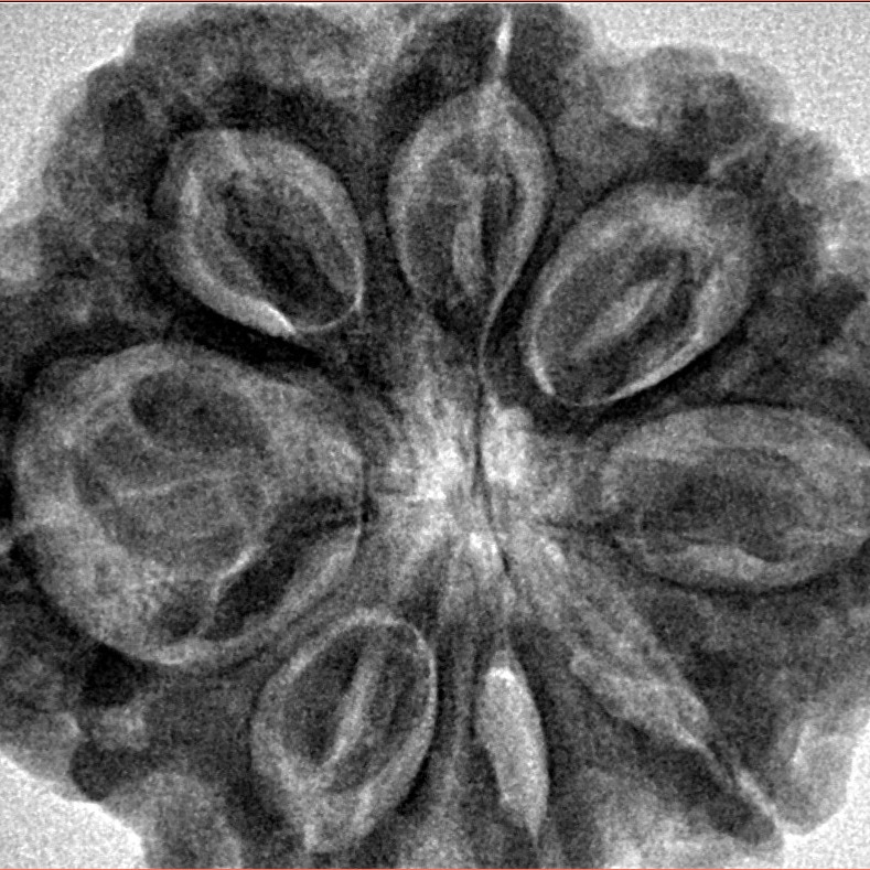 8 Mukhi Rudraksha 32.5mm 8.29gm - Inverse xray