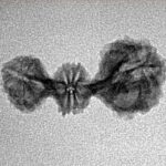 20 Mukhi Trijuti 22.8mm 0.95gm - Inverse xray