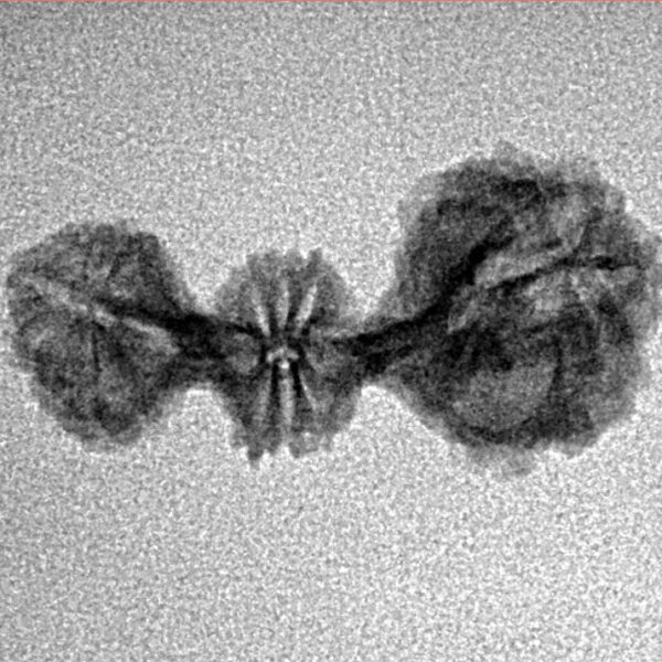 20 Mukhi Trijuti 22.8mm 0.95gm - Inverse xray