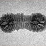38 Mukhi Rudraksha 28.1mm 1.77gm - Inverse xray