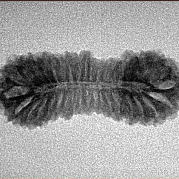 38 Mukhi Rudraksha 28.1mm 1.77gm - Inverse xray