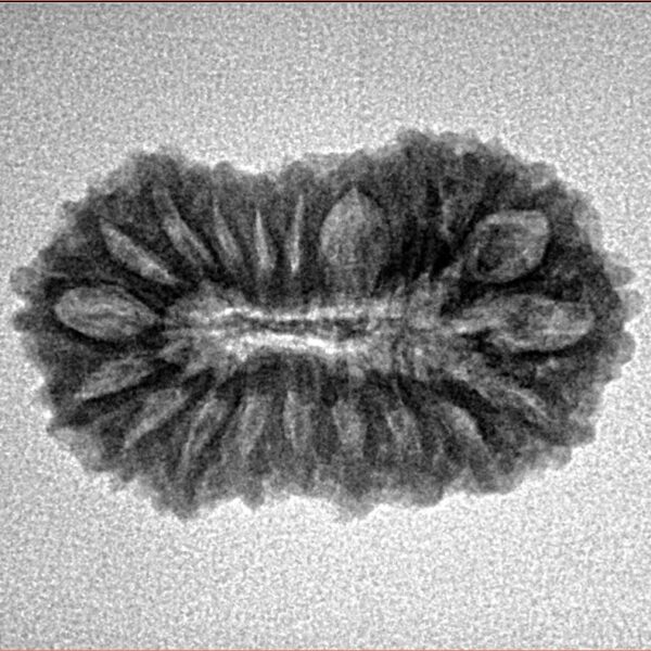 20 Mukhi Rudraksha 24.6mm 2.5gm - Inverse xray