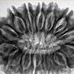 16 Mukhi Rudraksha 34.2mm 7.94gm - Inverse xray
