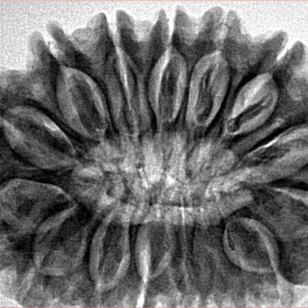 16 Mukhi Rudraksha 34.2mm 7.94gm - Inverse xray