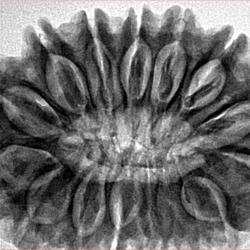16 Mukhi Rudraksha 34.2mm 7.94gm - Inverse xray