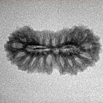 21 Mukhi Rudraksha 24mm 1.22gm - Inverse xray
