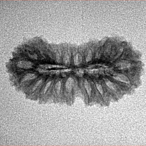 21 Mukhi Rudraksha 24mm 1.22gm - Inverse xray