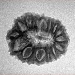 16 Mukhi Rudraksha 21.7mm 2.44gm - Inverse xray