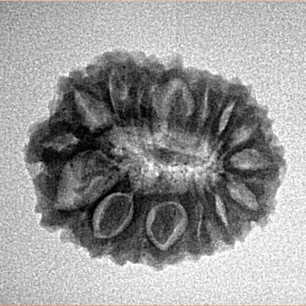 16 Mukhi Rudraksha 21.7mm 2.44gm - Inverse xray