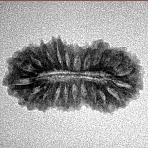 22 Mukhi Rudraksha 24.5mm 2.22gm - Inverse xray