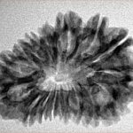 16 Mukhi Rudraksha 29.8mm 3.89gm - Inverse xray