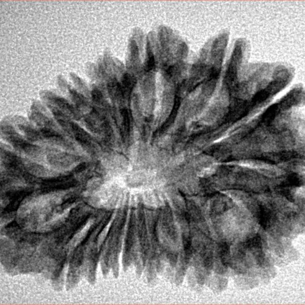 16 Mukhi Rudraksha 29.8mm 3.89gm - Inverse xray