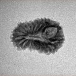 19 Mukhi Rudraksha 18.9mm 1.26gm - Inverse xray