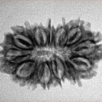 14 Mukhi Rudraksha 27mm 2.64gm - Inverse xray