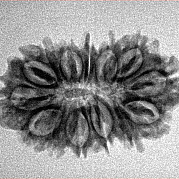 14 Mukhi Rudraksha 27mm 2.64gm - Inverse xray
