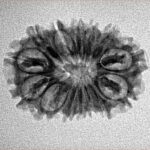 14 Mukhi Rudraksha 24.7mm 2.44gm - Inverse xray