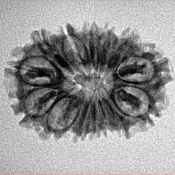 14 Mukhi Rudraksha 24.7mm 2.44gm - Inverse xray