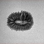 20 Mukhi Rudraksha 15.9mm 1gm - Inverse xray