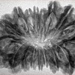 17 Mukhi Rudraksha 35.4mm 4.73gm - Inverse xray